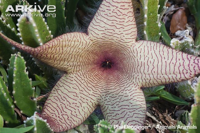 Carrion flower Carrion flower videos photos and facts Stapelia glanduliflora