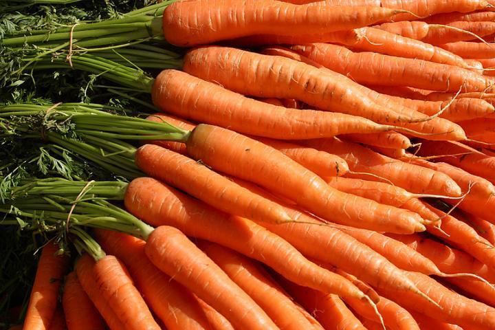 Carrot Carrots Planting Growing and Harvesting Carrot Plants The Old