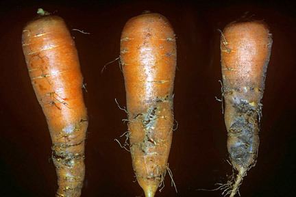 Carrot fly Carrot flyRHS Gardening