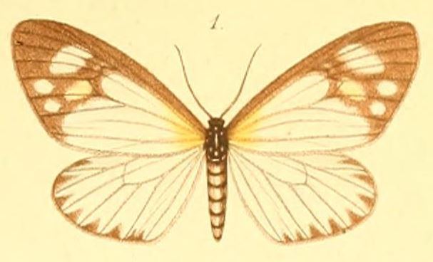 Cartaletis gracilis