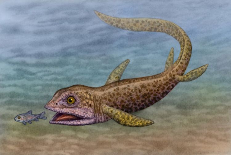 Cartorhynchus cartorhynchus DeviantArt