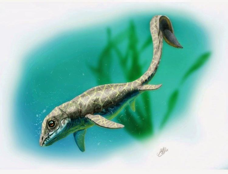 Cartorhynchus Species New to Science Paleontology 2014 Cartorhynchus