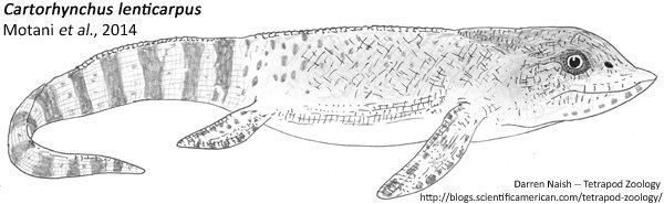 Cartorhynchus ProtoIchthyosaur39 Sheds Light on FishLizard Beginnings