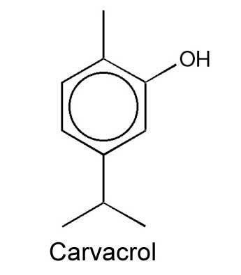 Carvacrol Thyme Essential Oil for Candida