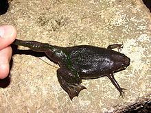 Carvalho's Surinam toad httpsuploadwikimediaorgwikipediacommonsthu