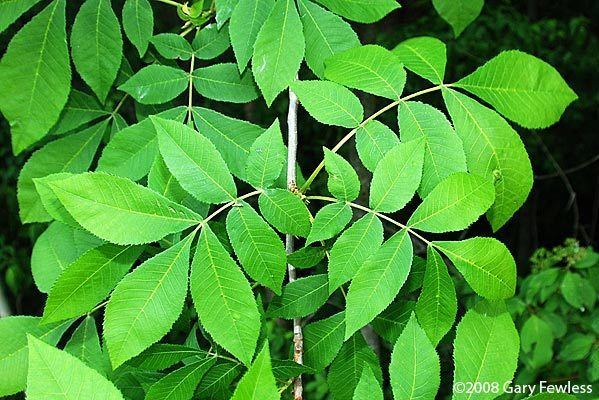 Carya cordiformis Trees of Wisconsin Carya cordiformis yellowbud hickory
