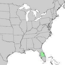 Carya floridana Carya floridana Wikipedia