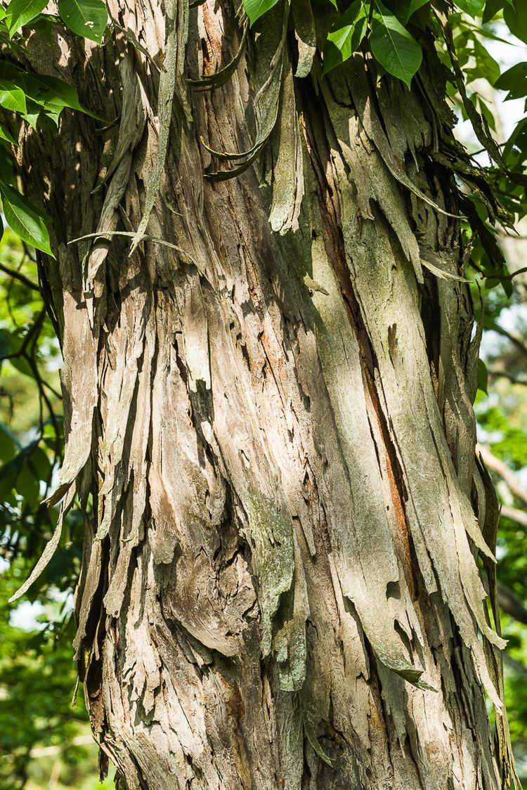 Carya laciniosa kingnut Carya laciniosa Venerable Trees