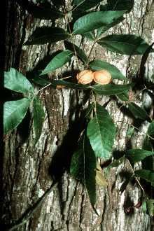 Carya myristiciformis Plants Profile for Carya myristiciformis nutmeg hickory