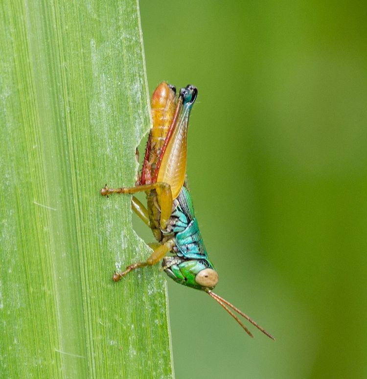 Caryanda (grasshopper)