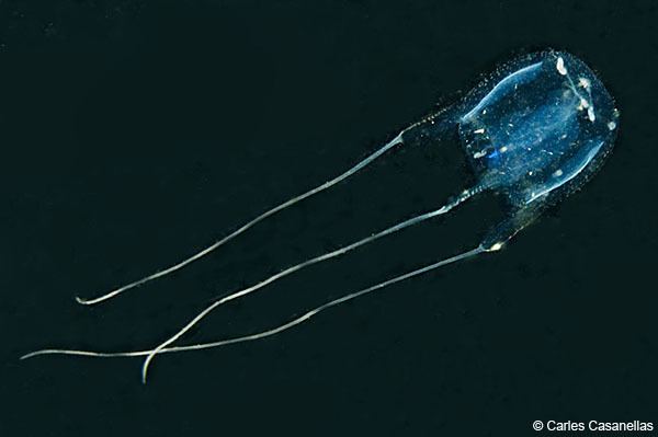 Carybdea marsupialis Club de Inmersin Biologa 06 CnidariosMedusas Carybdea