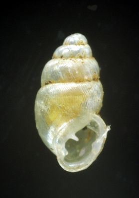 Carychiinae httpsuploadwikimediaorgwikipediacommonsthu