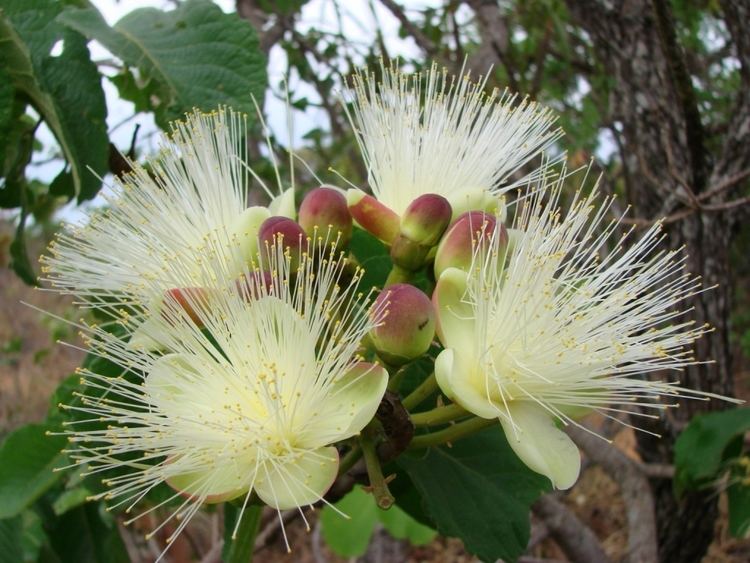 Caryocar FileCaryocar brasiliense flowersjpg Wikimedia Commons