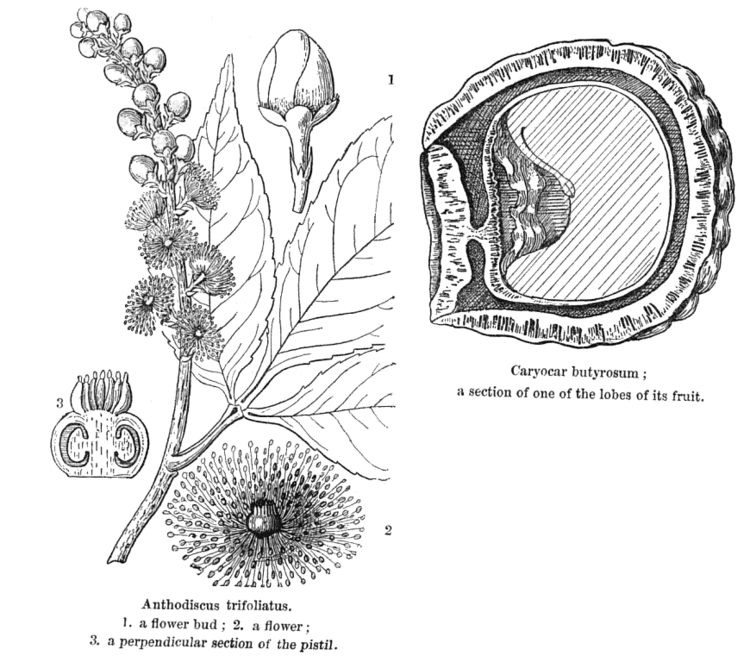 Caryocaraceae Angiosperm families Caryocaraceae Szyszyl