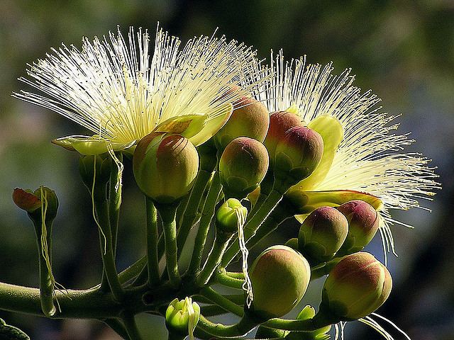 Caryocaraceae CARYOCARACEAE Caryocar brasiliense Flickr