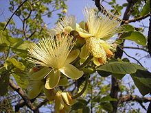 Caryocaraceae httpsuploadwikimediaorgwikipediacommonsthu