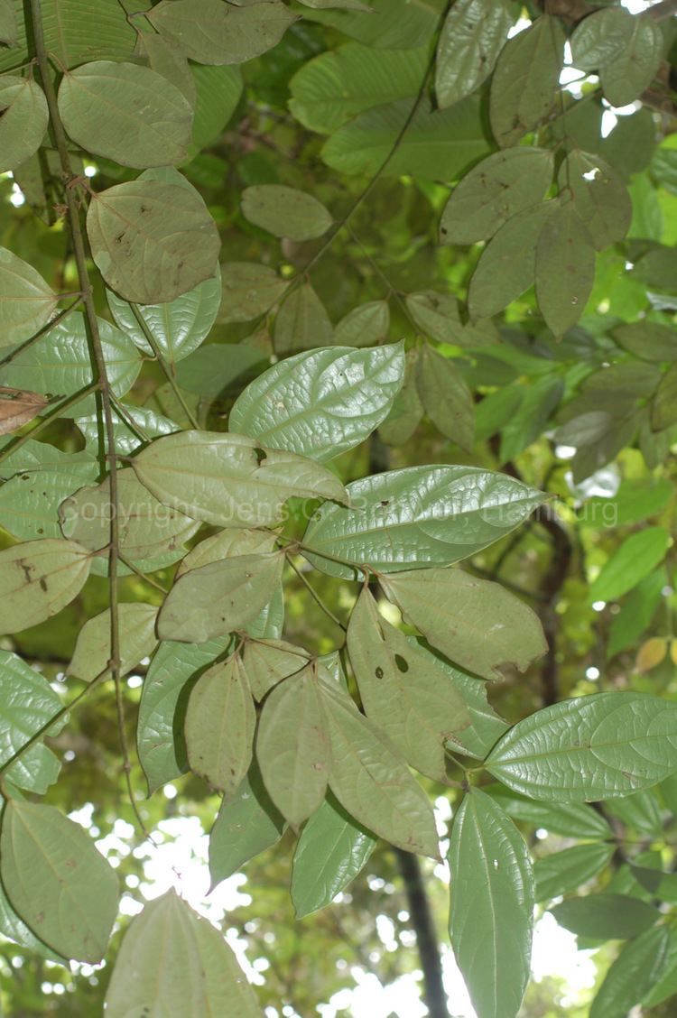 Caryodaphnopsis Lauraceae taxonomy Lauraceae