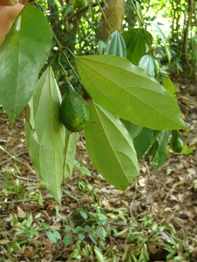 Caryodaphnopsis Caryodaphnopsis tonkinensis Lauraceae image 56299 at PhytoImages