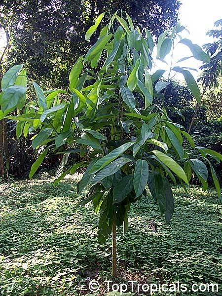 Caryodendron httpstoptropicalscompicsgarden05222670jpg