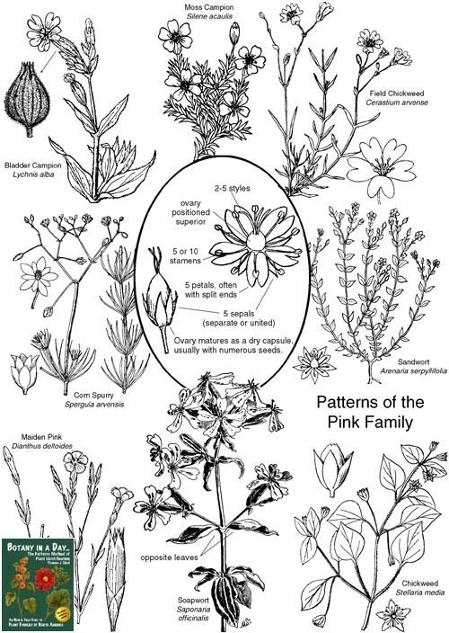 Caryophyllaceae wwwwildflowersandweedscomPlantFamiliesCaryo