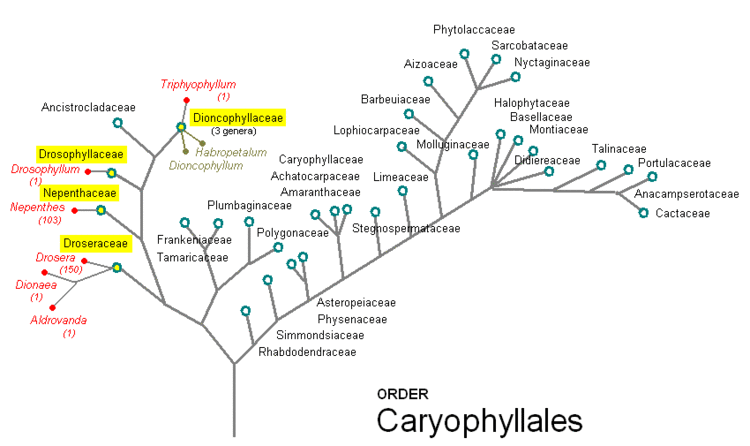 Caryophyllales Classification Carnivorous Plant by Makoto Honda