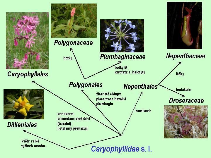 Caryophyllidae Caryophyllidae