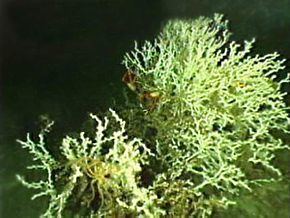 Caryophylliidae httpsuploadwikimediaorgwikipediacommonsthu