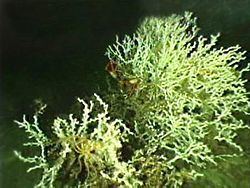 Caryophylliina httpsuploadwikimediaorgwikipediacommonsthu