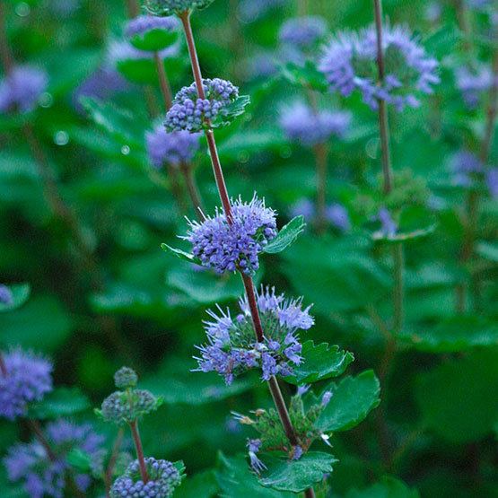 Caryopteris wwwfinegardeningcomsitesfinegardeningcomfile