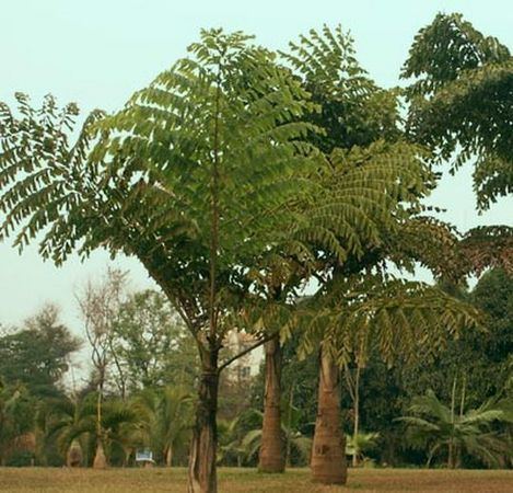 Caryota Caryota obtusa Palmpedia Palm Grower39s Guide
