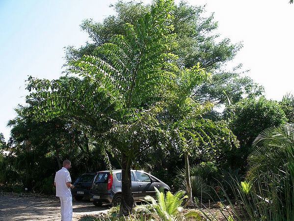 Caryota Caryota mitis Palmpedia Palm Grower39s Guide