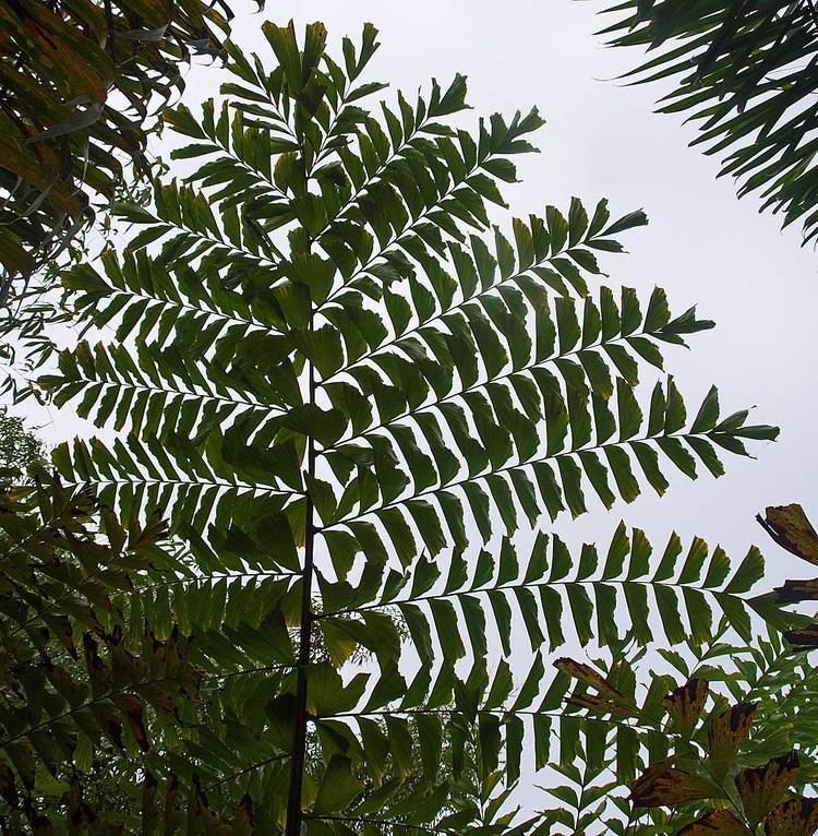 Caryota Caryota maxima Identifying Commonly Cultivated Palms
