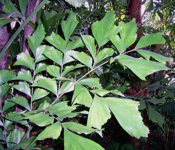 Caryota mitis Caryota mitis Pacsoa