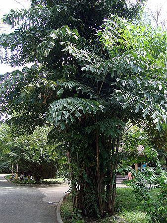 Caryota mitis Caryota mitis Palmpedia Palm Grower39s Guide