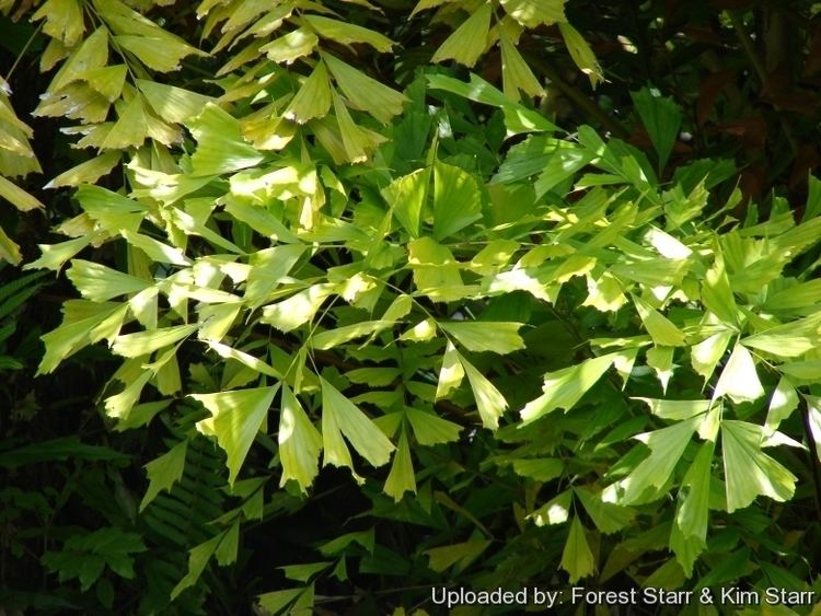 Caryota mitis Caryota mitis