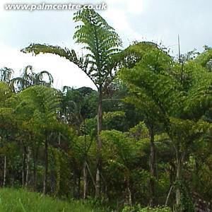 Caryota no Caryota no Palmpedia Palm Grower39s Guide