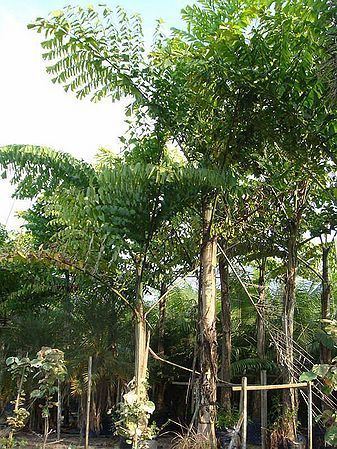 Caryota no Caryota no Palmpedia Palm Grower39s Guide