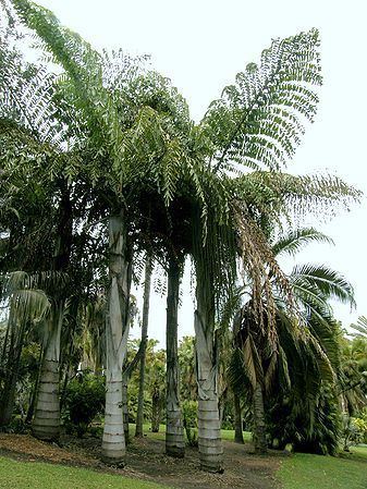 Caryota obtusa Caryota obtusa Palms For California