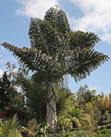 Caryota obtusa Caryota obtusa Palmpedia Palm Grower39s Guide