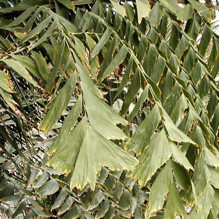 Caryota rumphiana Caryota rumphiana Fishtail palm Plant Finder GreenPlantSwap
