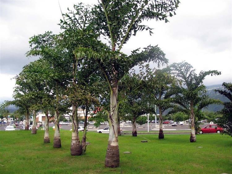 Caryota urens Buy Caryota urensFish tail Palm seed syed garden