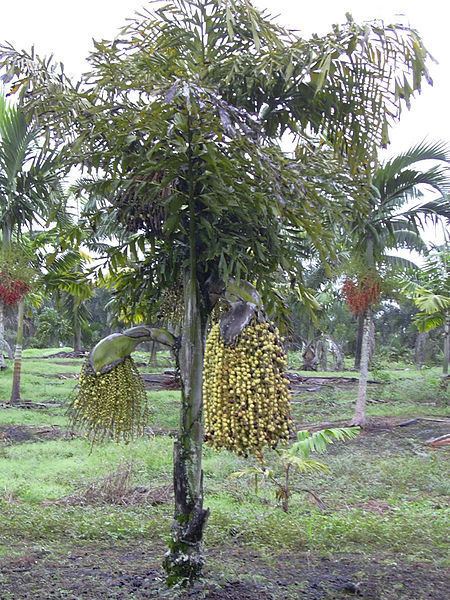 Caryota urens Caryota urens Hortipedia