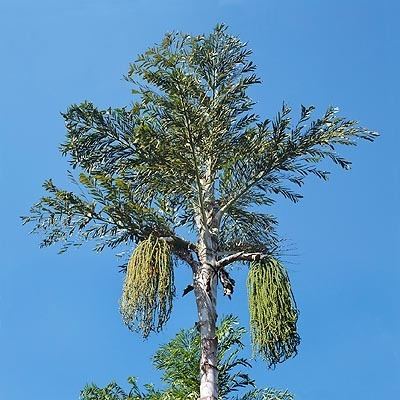 Caryota urens Dr Giuseppe MAZZA Journalist Scientific photographer gt Caryota urens