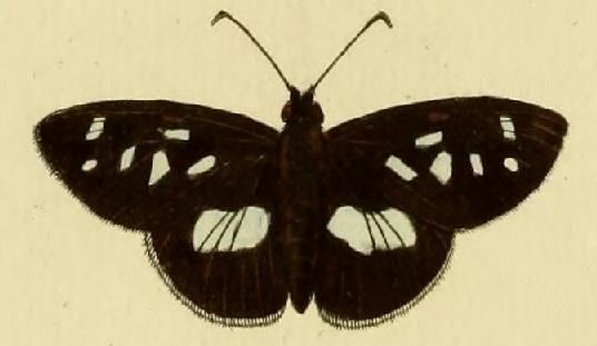Carystus phorcus