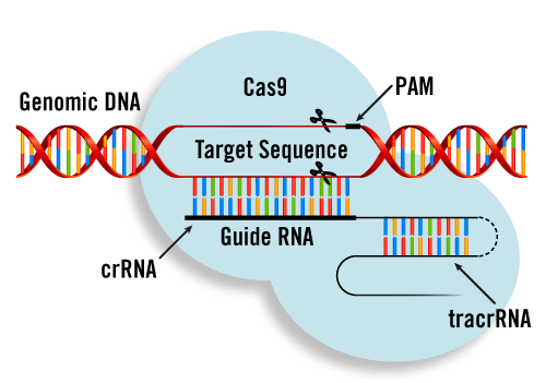 Cas9 CRISPRCas9 Transfection