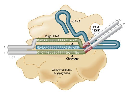 Cas9 Cas9 Nuclease S pyogenes NEB