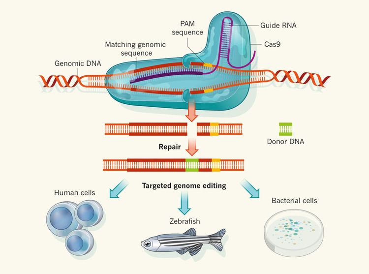 Cas9 CRISPRCas9 the new golden child of genetic engineering RCSIsmj