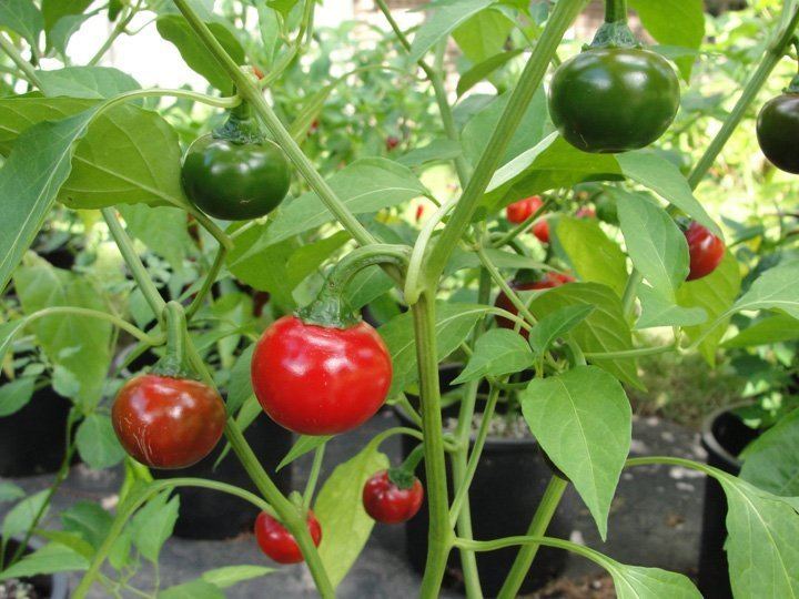 Cascabel chili Cascabel Pepper plant