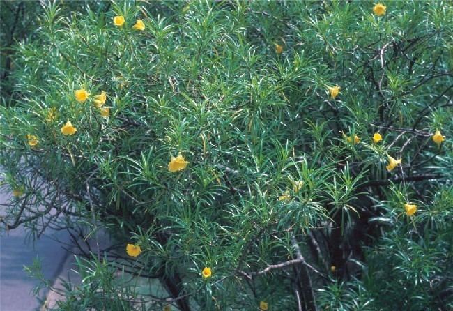 Cascabela thevetia Yellow oleander Cascabela thevetia Department of Environment and