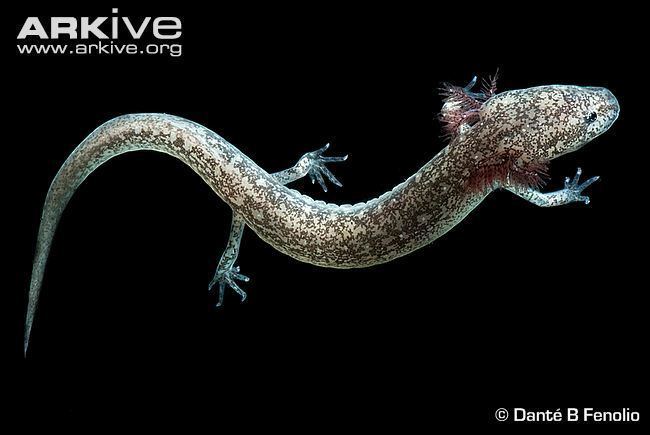 Cascade Caverns salamander cdn2arkiveorgmediaE1E1578C903CD4497D8B16B